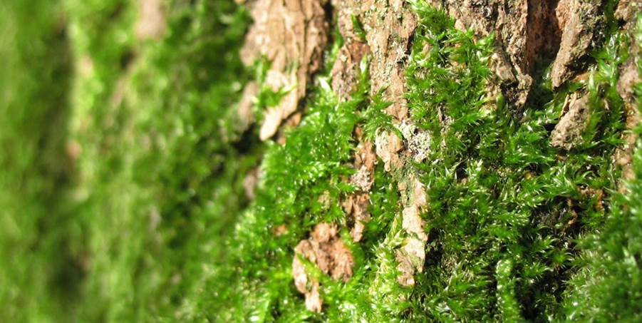 A close-up of a mossy tree bark

Description automatically generated
